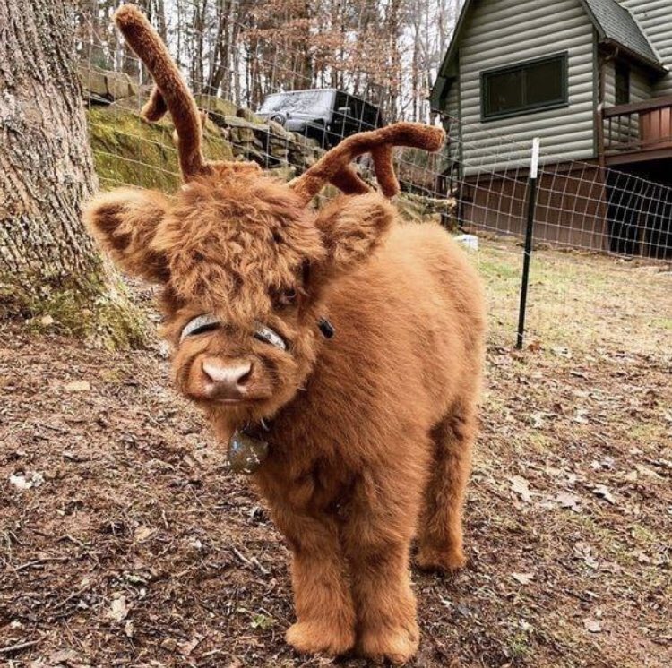 amazingraceart's tweet image. Happy Tuesday #coosday 🐮everyone ❤️Isn’t this just the cutest wee coo #Cows #HighlandCow #loveanimals #cute
