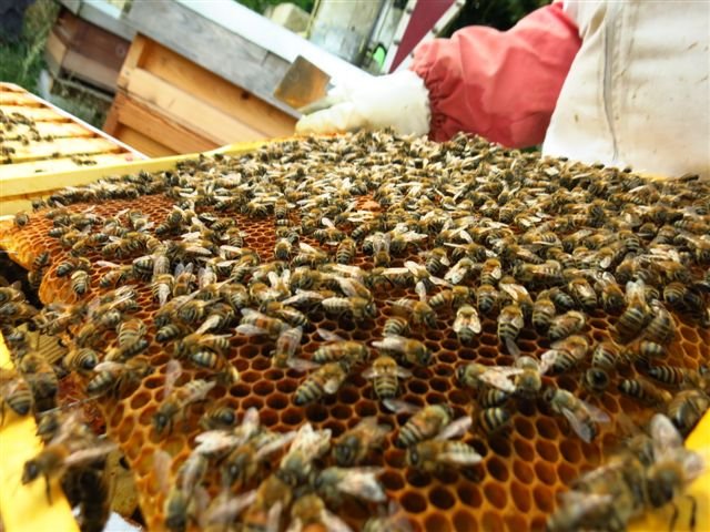 CroydonBKA's tweet photo. We're very pleased to say that booking is now open for our winter beginners' #beekeeping course. It starts on 4th February 2020 in central Croydon. A great present for anyone interested in #bees. Details are at https://t.co/C0x2HWaVe3 https://t.co/iutTBhukm9