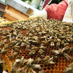 Photo by Croydon Beekeepers (@CroydonBKA)