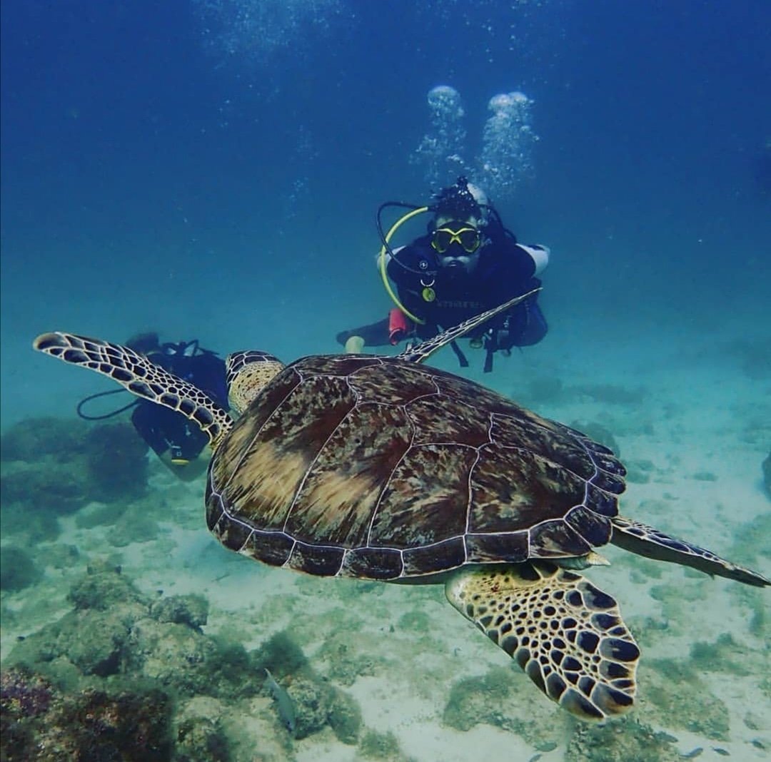 ArubaToerisme's tweet photo. Spectaculaire ontmoetingen liggen overal op de loer wanneer je het onderwaterleven verkent! #duiken #diving #TravelTuesday #onehappyisland. Foto: Happy Divers Aruba https://t.co/NWSpq0r2vL