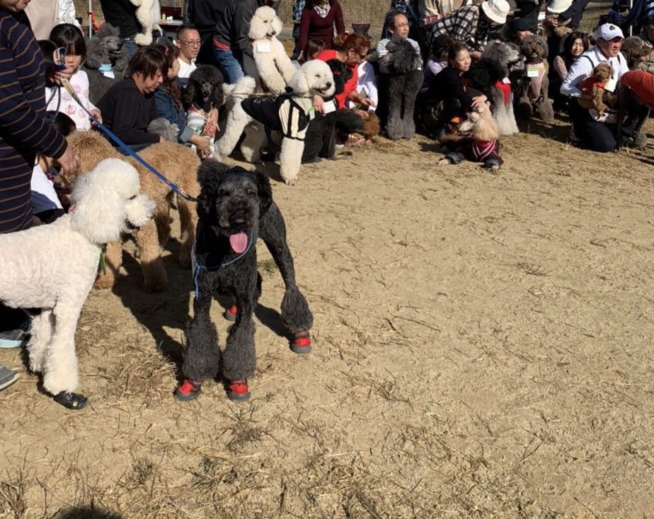 フランソワ王国