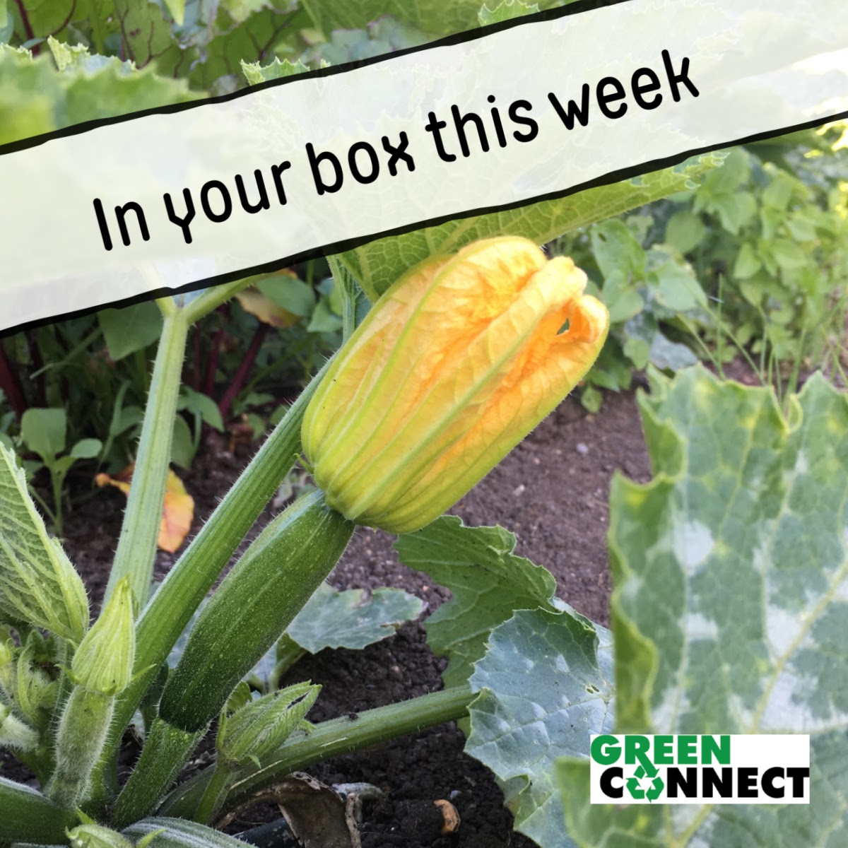 Green Connect tweet media