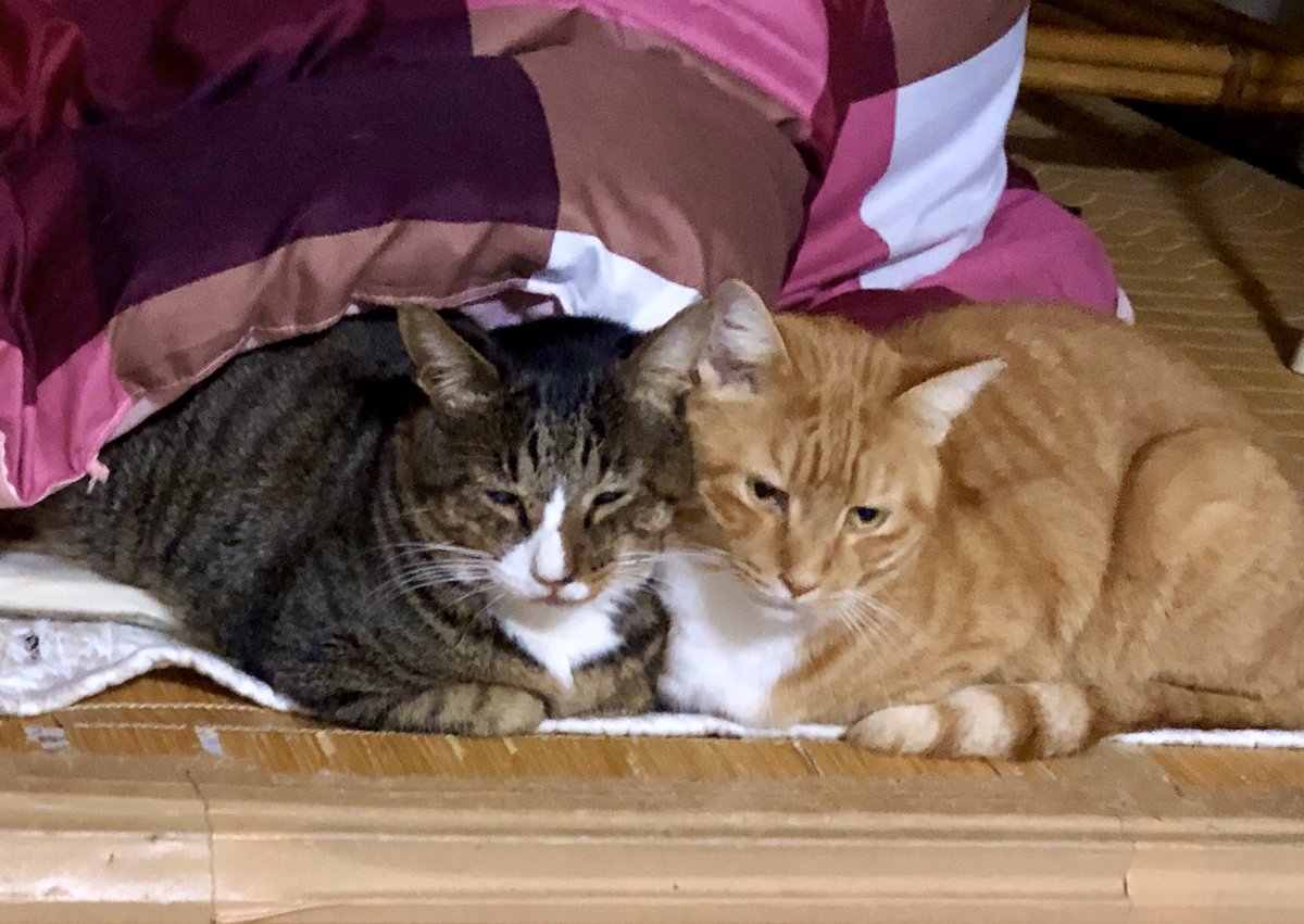 dli_x5's tweet photo. 今朝、穏やかなマル君がいつものコタツから出て来ないマル君、朝だよと抱き私のコタツの上に移動でも変、すぐ病院へ。亡くなってるとDrが！どこも悪く無い急死マル君ごめん原因不明ごめんマル愛してる何故死んだ？わからなくてごめん優しいマル悲しいよマル君 https://t.co/Pqs2isKHNd