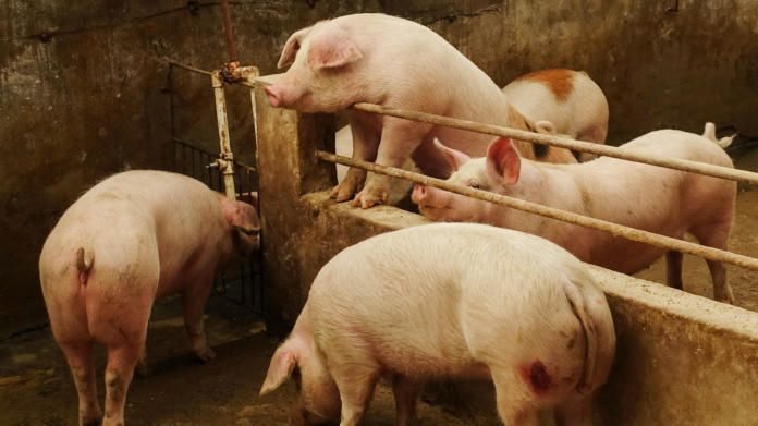 African Swine Fever Organization tweet media
