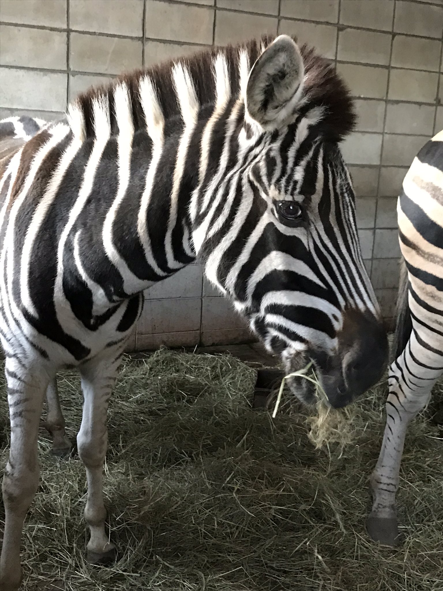 新アカウントへ引越し中 おびひろ動物園 チャップマンシマウマのメス シャンティーの詰め合わせ 帯広生まれで18年間帯広にいる シマウマ姐さんです 冬にはモフモフの冬毛が生えます お尻が魅力的 おびひろ動物園 シマウマ シャンティー 詰め合わせ