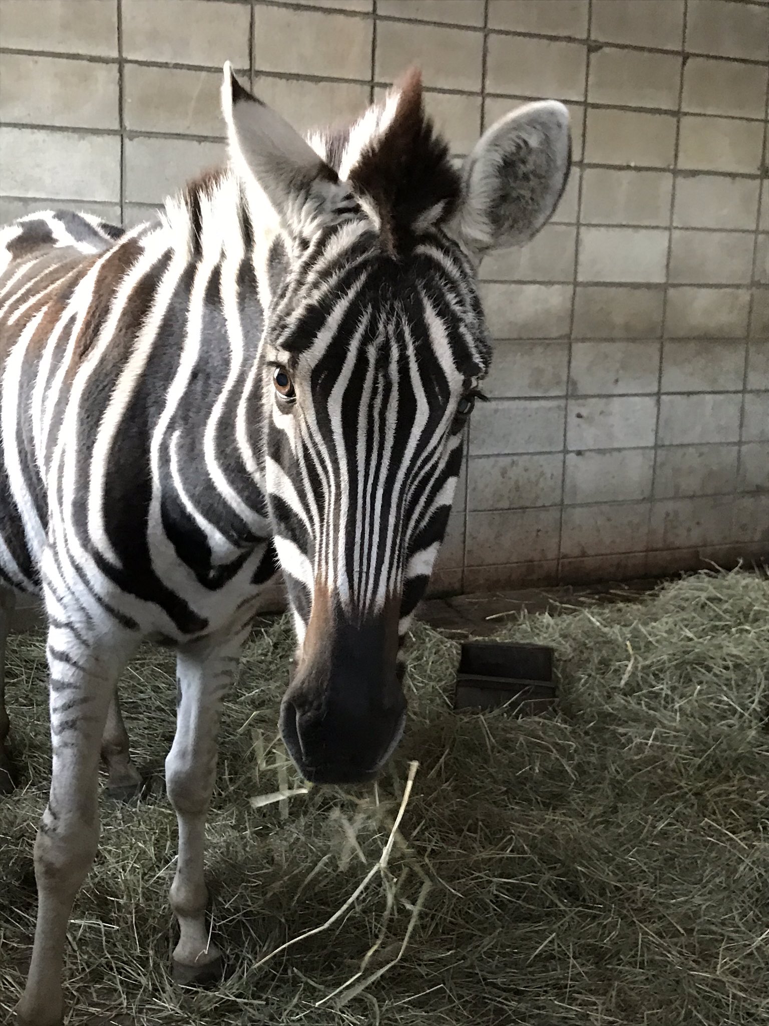 新アカウントへ引越し中 おびひろ動物園 チャップマンシマウマのメス シャンティーの詰め合わせ 帯広生まれで18年間帯広にいる シマウマ姐さんです 冬にはモフモフの冬毛が生えます お尻が魅力的 おびひろ動物園 シマウマ シャンティー 詰め合わせ