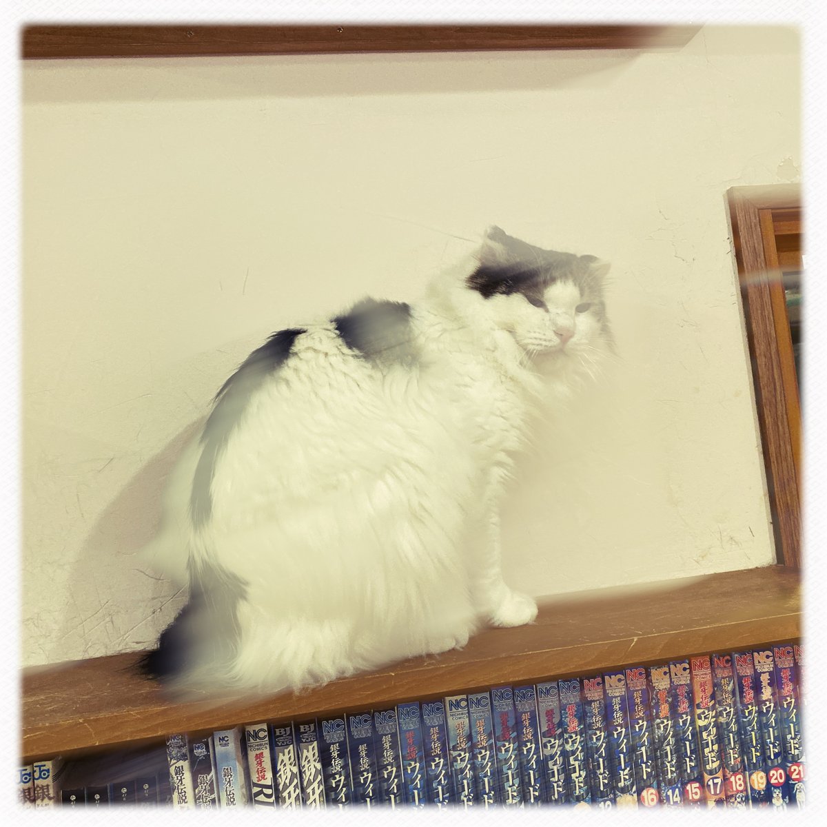 obi_wan_eclipse's tweet photo. Leave me alone... #猫式 #cat #ShotoniPhone #Tachman #Inas1935 #Hipstamatic https://t.co/AMTGkb4PC5