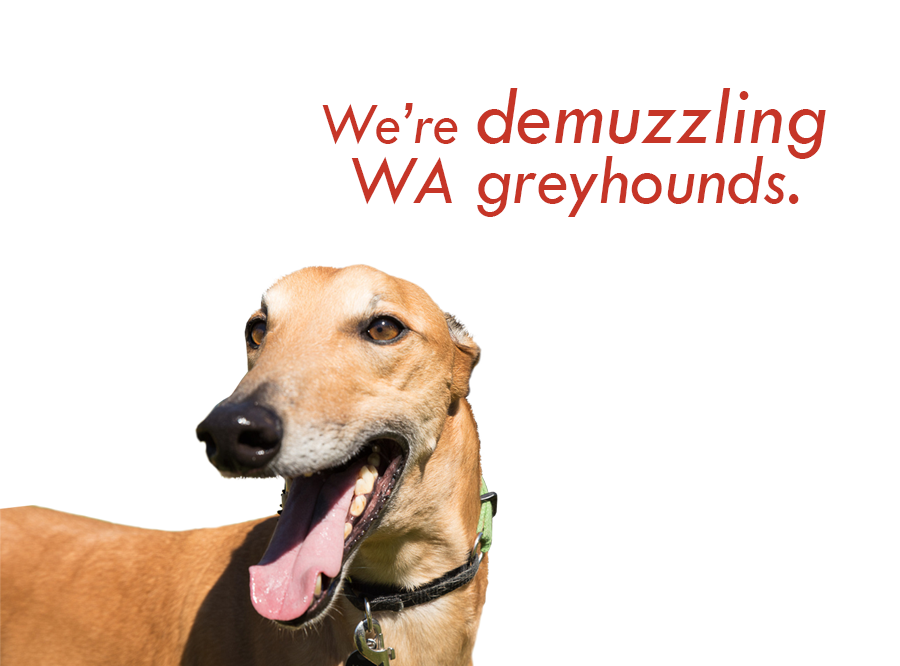 MarkMcGowanMP's tweet photo. Across WA, thousands of retired greyhounds now live as pets with loving local families.

Currently, they are required to be muzzled in public places, despite most being calm, gentle and placid.

Next year, we are introducing legislation to remove that requirement. https://t.co/AhBSJENLbR