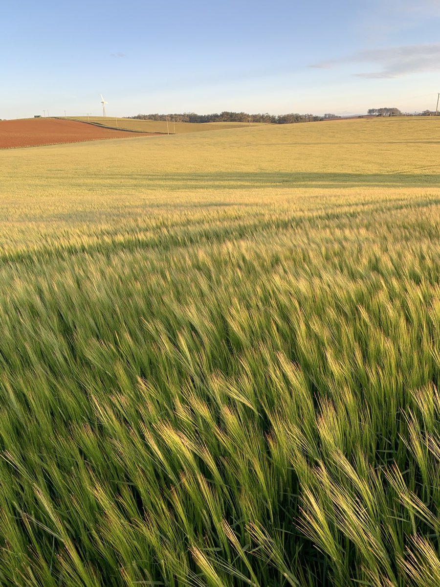 Planet barley looking good