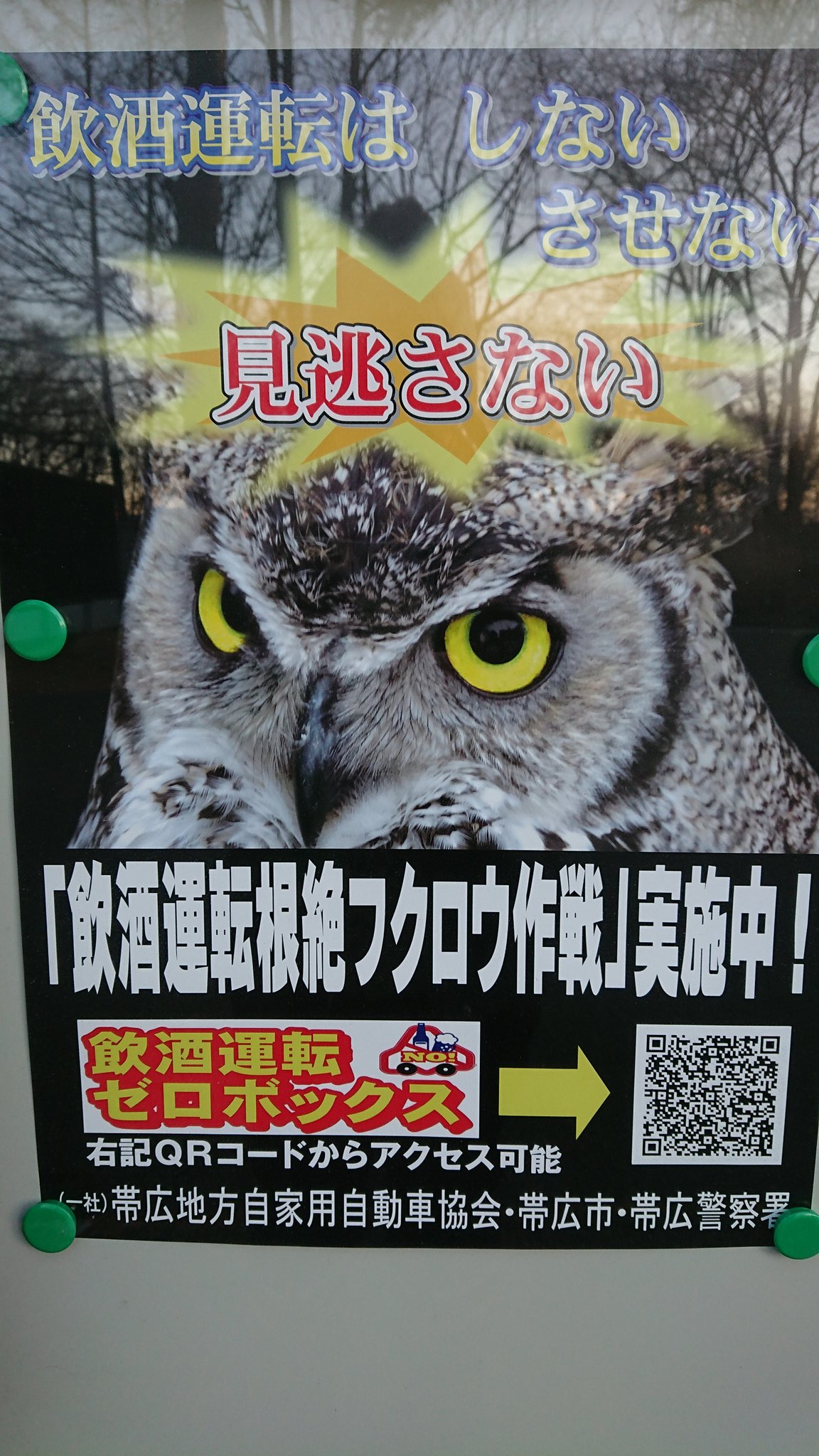 おびひろ動物園 公式 アメリカワシミミズク の めんこ が帯広警察署の飲酒運転 根絶ポスターに起用されました この鋭い眼光をご覧下さい これから忘年会 新年会シーズンですが飲酒運転は絶対にダメです T Co Rm7qlumh4b Twitter