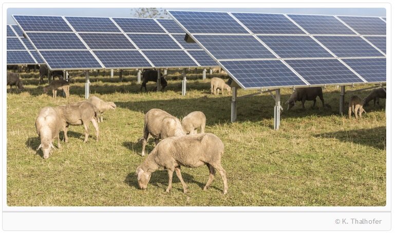 9/9Et les centrales photovoltaïques ne sont pas des surfaces imperméabilisées.L'herbe y pousse. Et régulièrement des moutons (voire des canards) y pâturent.