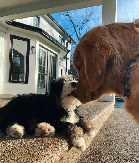 woof irl tweet media