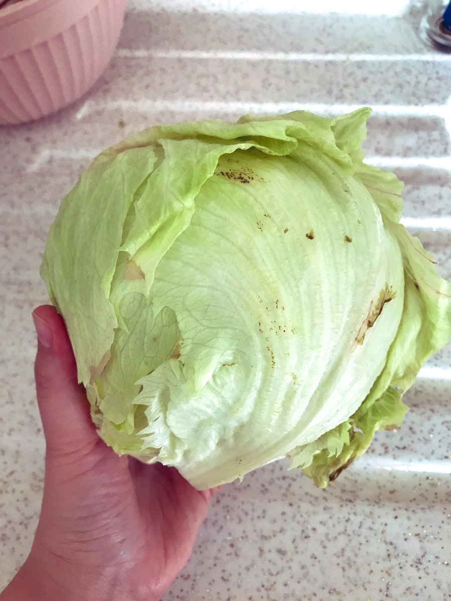 Eşime küçük bir lahana al demiştim 
Gelen lahaniş e benzeyen kıvırcık  😂