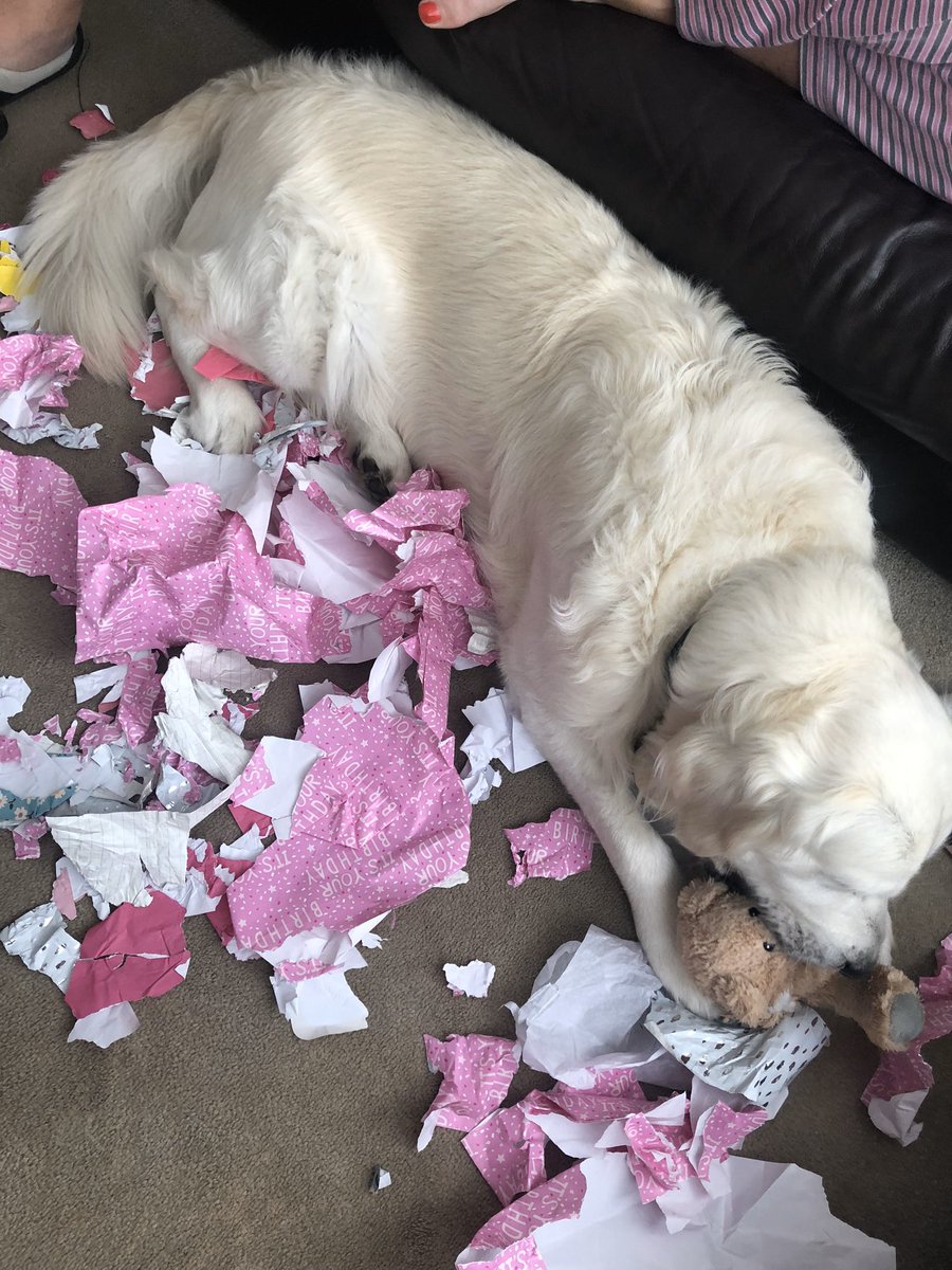 Day two large handsome son fact: his favourite activity is to shred paper. When anyone has. A birthday he must also have a wrapped present to shred the paper, and he will also aheed the human’s paper