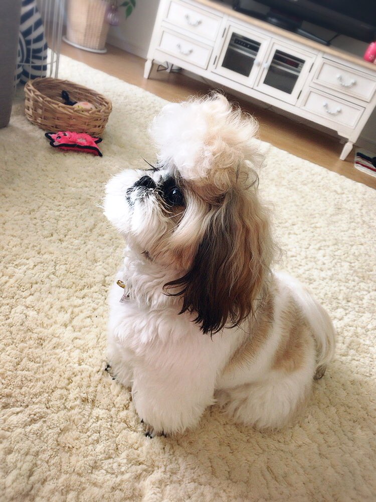 リーゼントシーズー Twitter Search Twitter