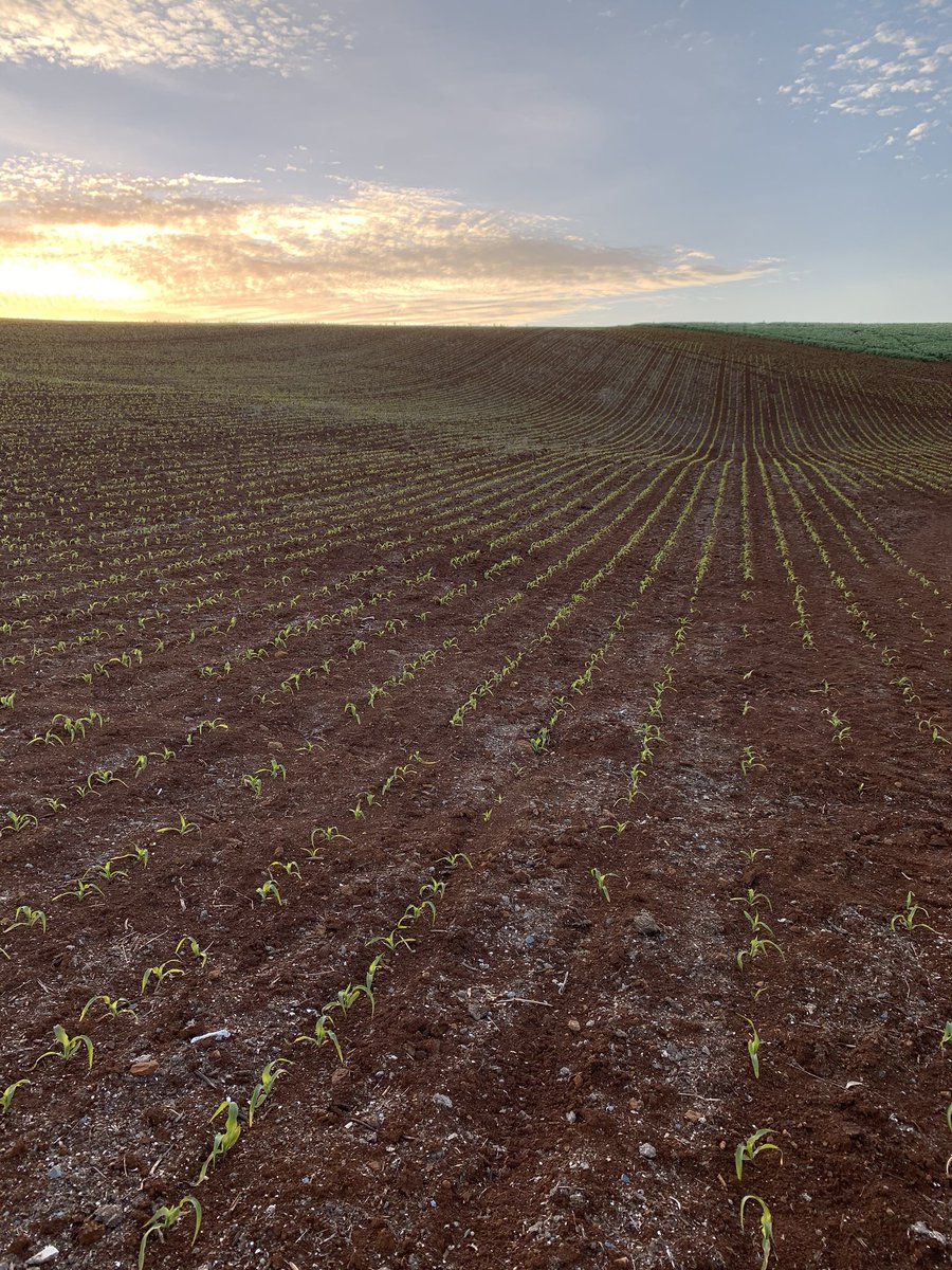 A few of the crops carrots pyrethrum peas and corn