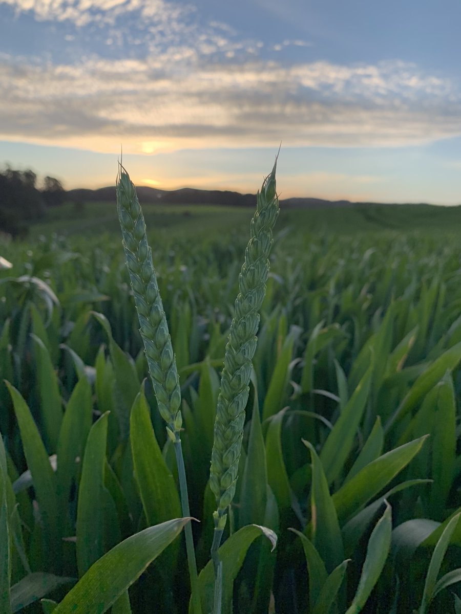 Plus some more spuds poppies onions and wheat