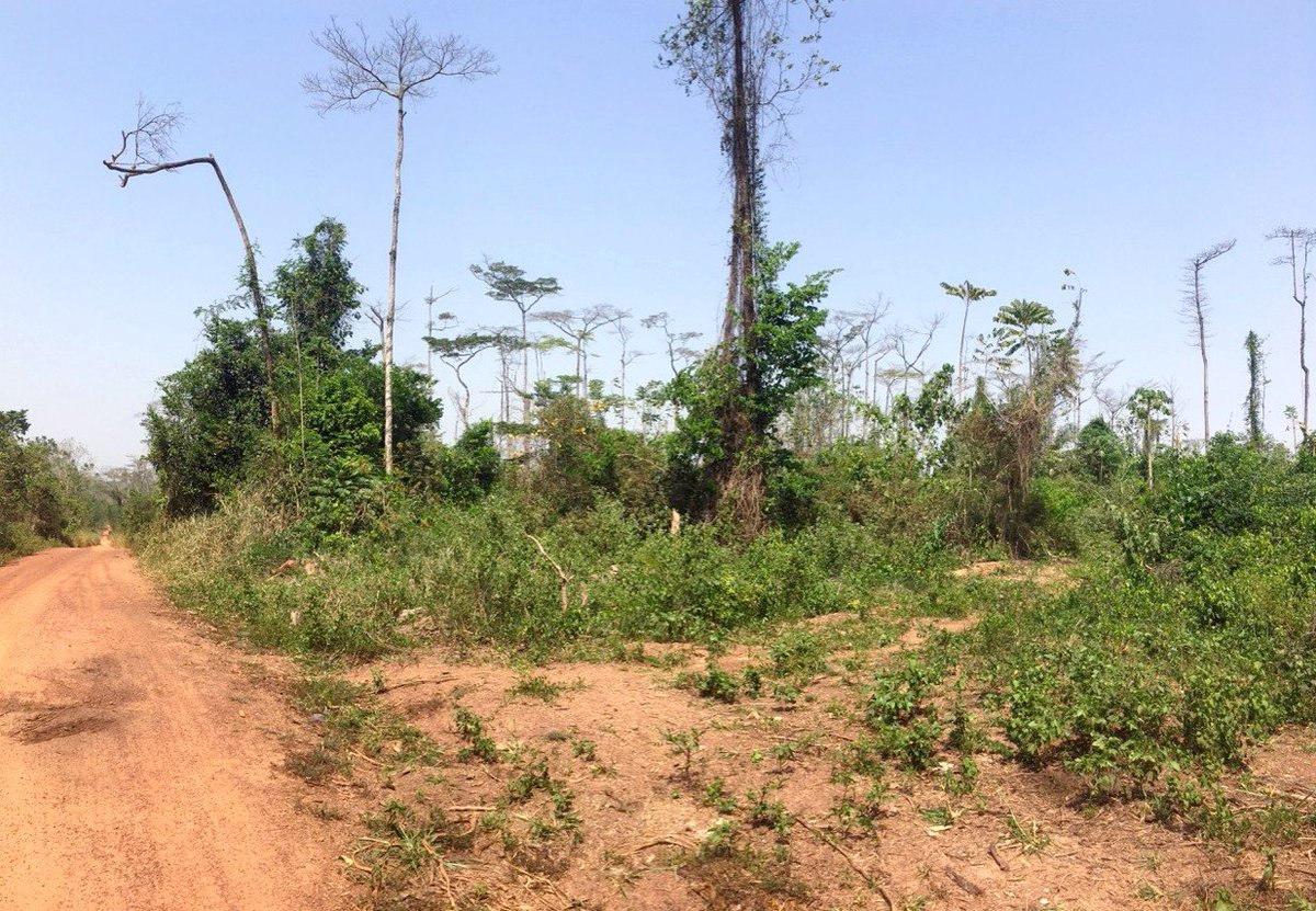 Cirad's tweet image. La #CôtedIvoire a perdu 80 % de ses #forêts en un demi-siècle !

Dans une heure, venez discuter du soutien aux filières agricoles #zérodéforestation, un conférence #Cirad-@AFD_France organisée dans le cadre de la journée-focus du @MINEF_CI au #SARA2019 

👉🏽bit.ly/2OdGgIp