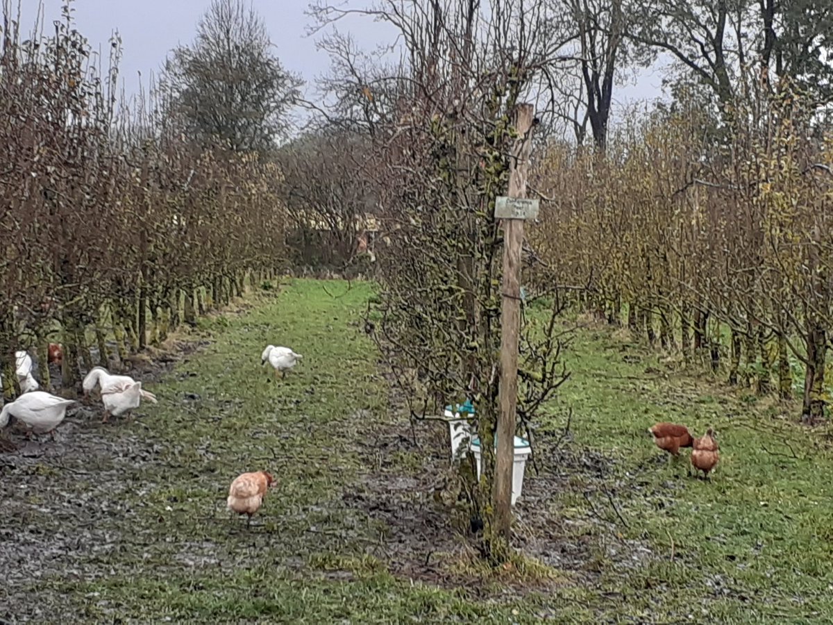 INRAE_DPT_PHASE's tweet photo. #Inra_Phase - Le projet européen ‘PPILOW : bien-être des volailles et des porcs en systèmes biologiques et plein air’ coordonné par l’INRA a pris son envol ! https://t.co/21PU3NN1g8 @InraVdl https://t.co/QhICIAwA64