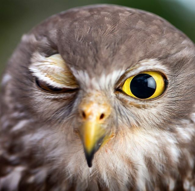 Barking owl Nina has had more bad luck in love than most, the search made more difficult by her species’ status as critically endangered. But her single days could soon be over, with Xavier Morello at Wildlife Xposure in Torquay, where she was hand reare… ift.tt/33qDIwh