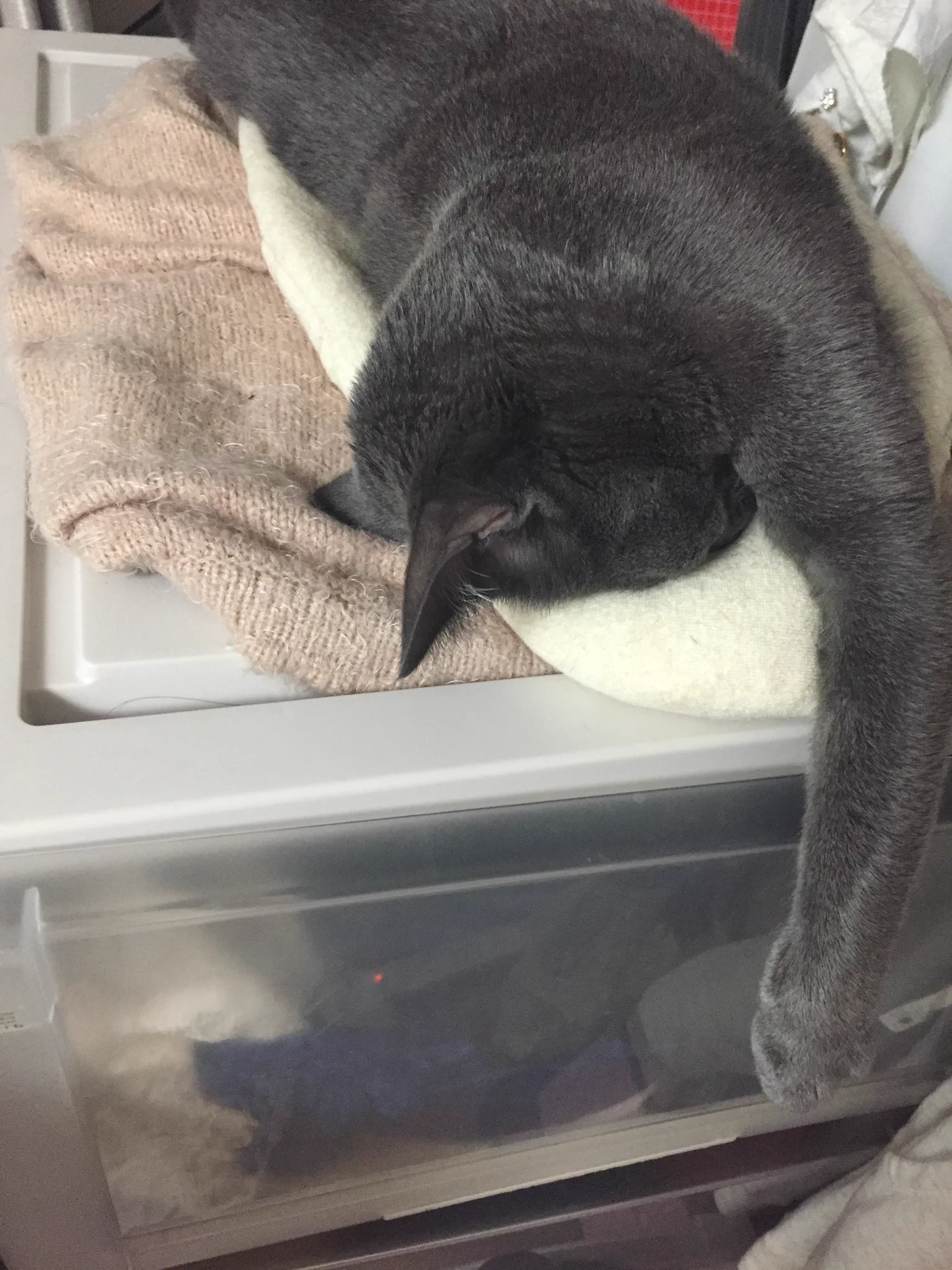 ごめん寝が出来ないうちの猫……
「お前息できてんのか？！」っていつも心配になるwwwwww  