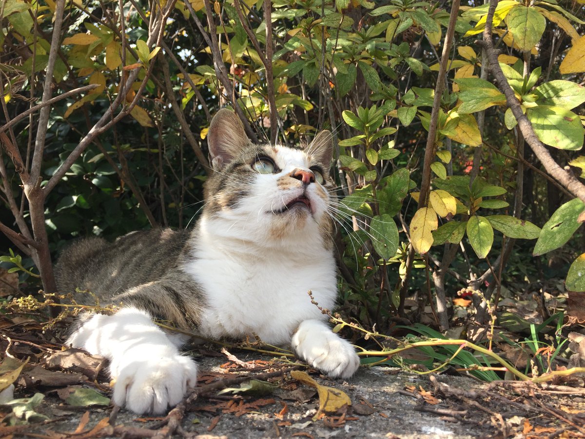 아깽이도 구조해봤고, 성묘도 구조해봤지만. 성묘 입양은 진짜 사랑입니다... 나는 아깽이 두번 다시 못해... 두시간에 한번씩 수유....노모어... 의젓묘인 성묘!!! 강추!!!! 사진은 길냥시절 호떡이ㅠㅠ구엽쓰