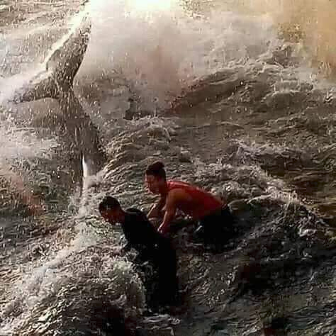 haymerch's tweet photo. In Tunisia, a #whale was trapped in shallow water in the city of Bizerte. So some young people risked their lives to save it, see the video below. #courage #whales #naturelovers #Tunisia #TuesdayMotivation https://t.co/bXMx0fdTrV