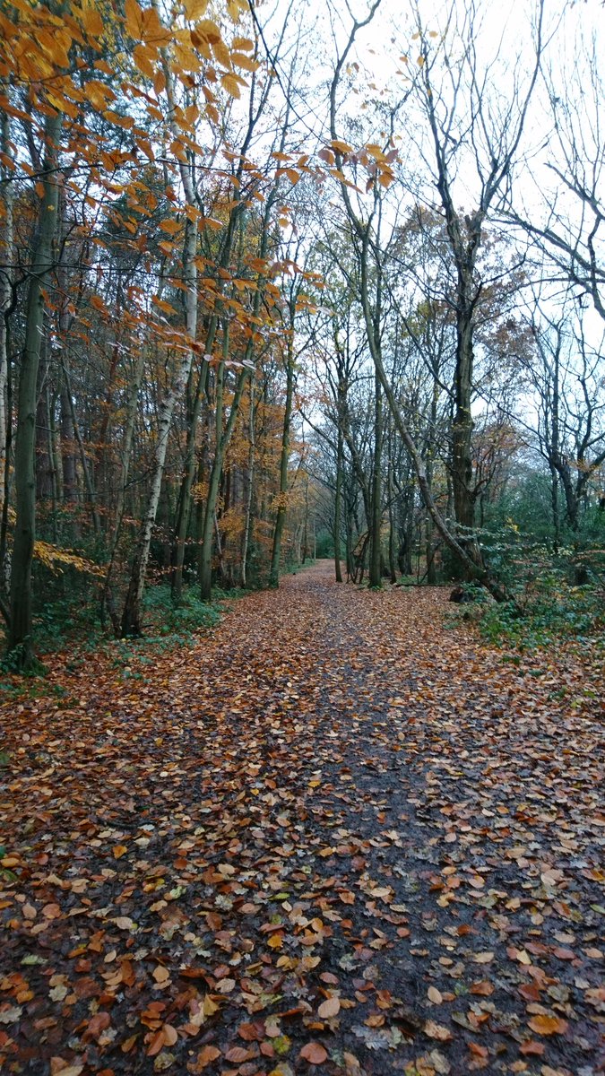 KatEllis37's tweet photo. #TrentPark #autumn colours in my run today. That's 409.3 miles run so far this year #Run2019 #ukrunchat https://t.co/zqzHjKgwIu