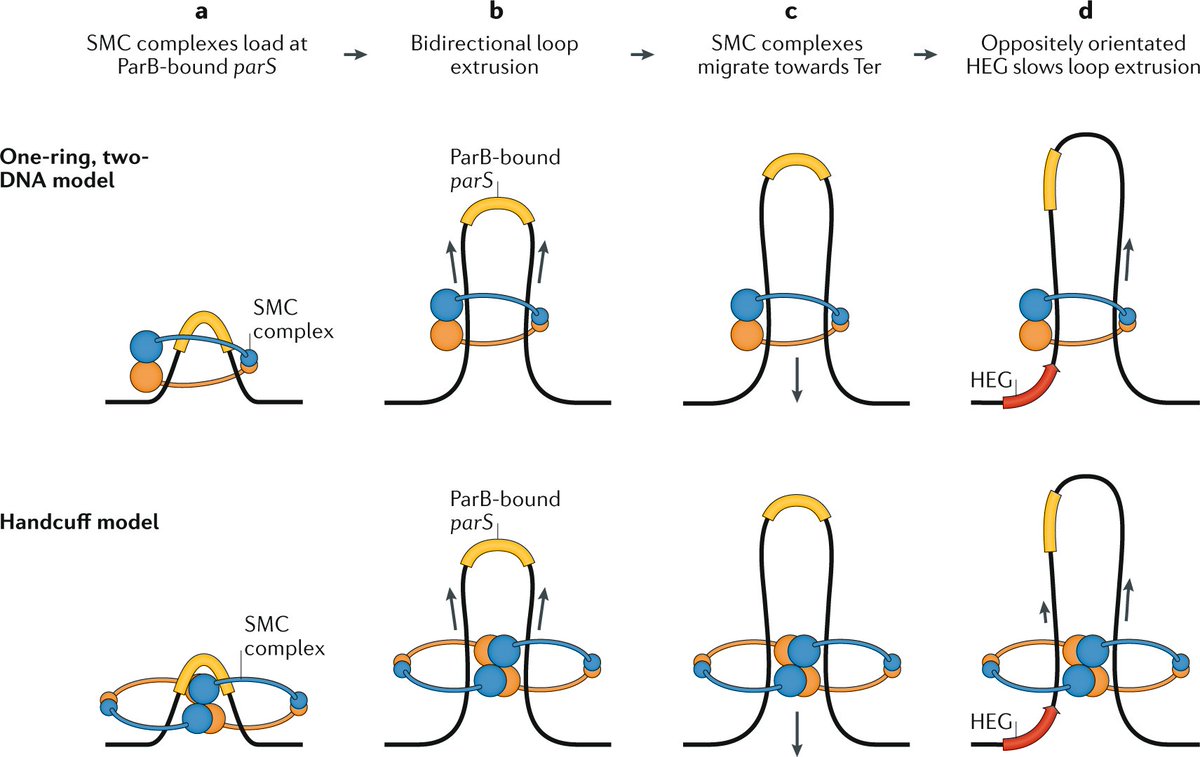 NatureRevGenet's tweet photo. Chromosome organization in bacteria: mechanistic insights into genome structure and function https://t.co/NCOQR26dQV #Review by Remus T. Dame @DameLab @LeidenScienceEN, Fatema-Zahra M. Rashid &amp; David C. Grainger @GraingerLab @UoBbiosciences https://t.co/epNQXUkVC2