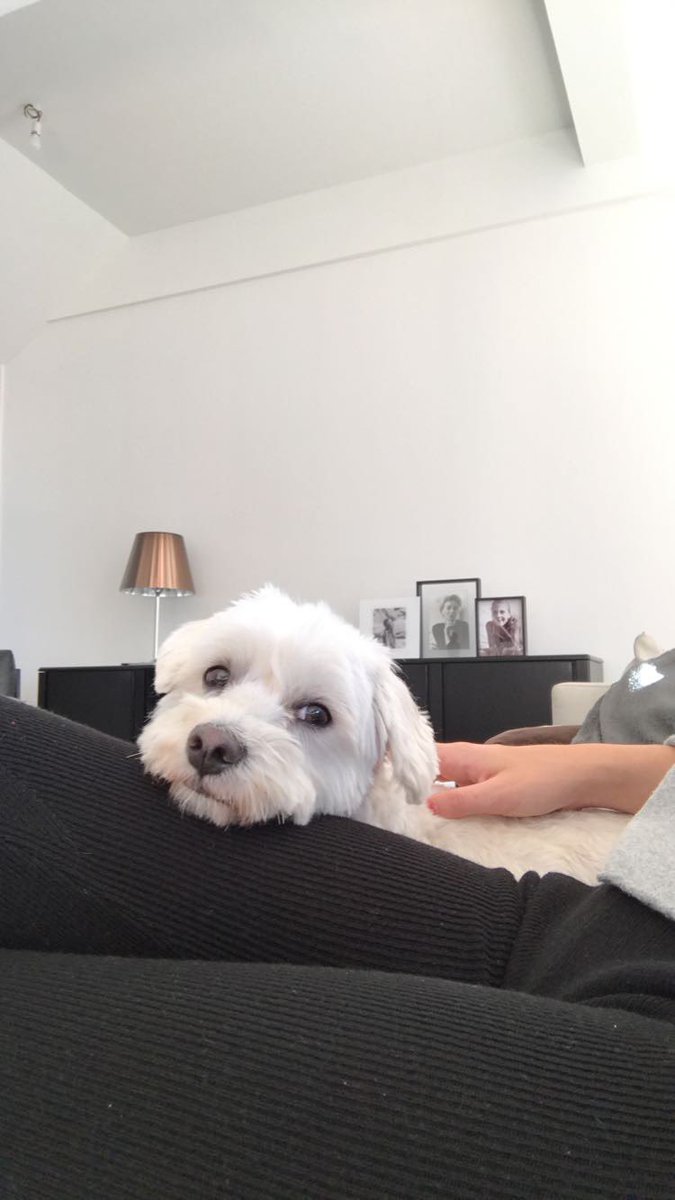 Prutske zoekt een nieuw gouden mandje waar hij veel liefde krijgt
retweet = 10/10