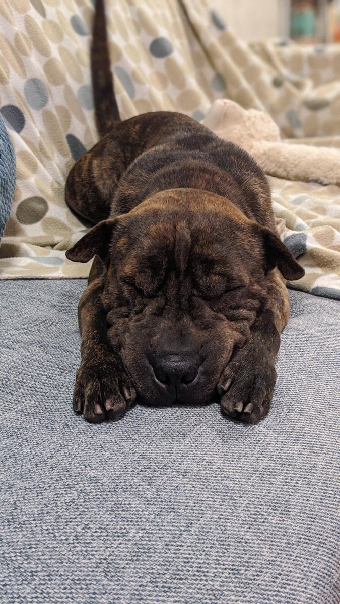 woof irl tweet media