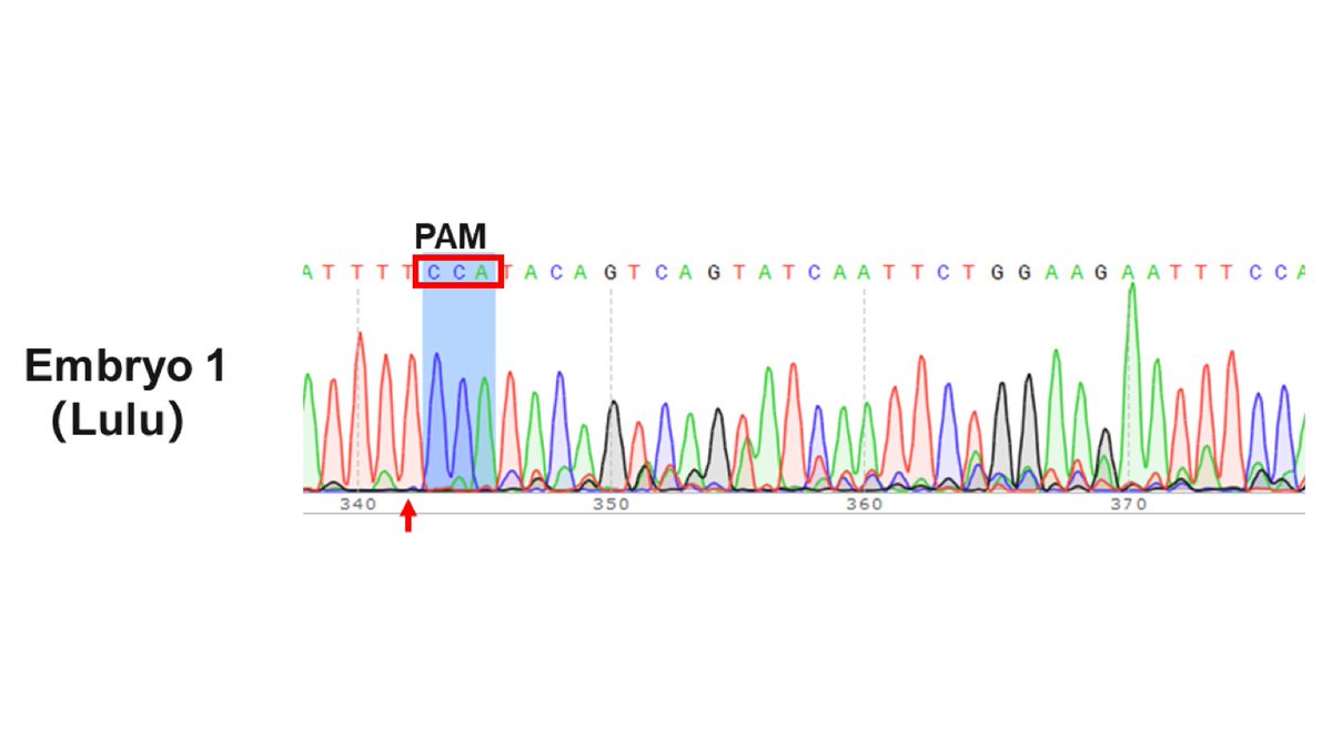 2/Here’s the first piece of evidence.This is a Sanger sequencing chromatogram of a PCR amplicon of the CCR5 target site, using DNA from cells extracted from Lulu’s embryo prior to pregnancy.In the manuscript, JK claims there’s a wild-type allele and a 15bp deletion allele.