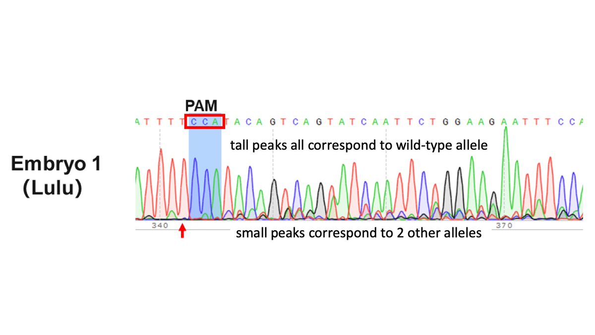 7/Another problem: the peaks for the wild-type allele are so much taller than the other 2 alleles. The wild-type allele is very over-represented in the DNA from Lulu’s embryo.This suggests that some cells sampled from Lulu’s embryo had 2 wild-type alleles—no edits.
