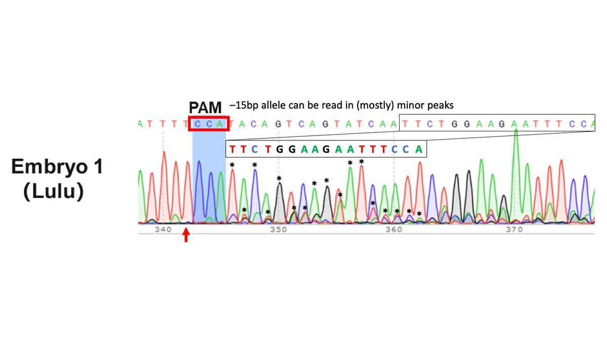 9/Wondering if the chromatogram even shows the claimed -15bp allele?With a little patience, you can pick it out of the peaks.What’s the 3rd allele, then?I can’t figure it out—as best I can tell, it’s a large insertion of random DNA. If you figure it out, I’d love to know.