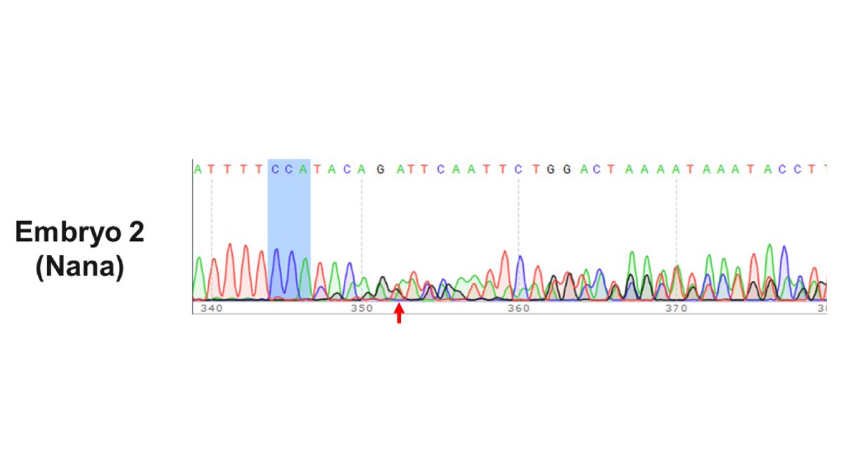 10/On to Nana’s embryo. Here’s the chromatogram. In the manuscript, JK claims there are two alleles: +1bp (insertion), -4bp (deletion). No wild-type allele.Do you see any positions with >2 peaks?