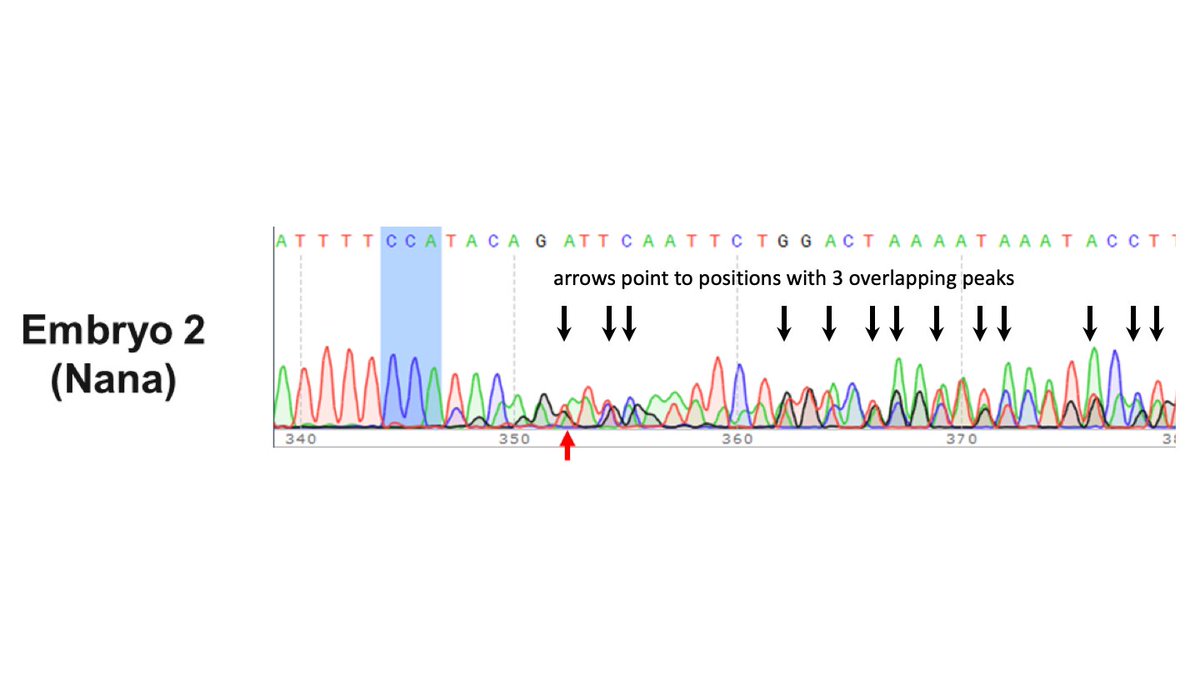 11/Oh yes. Nana’s embryo was mosaic too.I can see the +1bp and -4bp alleles marching through the chromatogram, but I can’t figure out the 3rd allele. Can you?