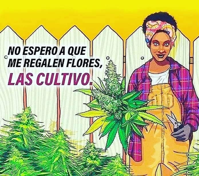 CtfoEspana's tweet photo. Si al Autocultivo para consumo propio
#archivewaybackmachine 
#lowi #yoigo #vodafone #orange #movistar #jazztel ##simyo #amena #euskatel #masmovil #adsl #o2 #ono #pepephone  #españa #portugal #mexico #ctfo #hempworx #kannaway #cbd https://t.co/eDwRw4NGBx