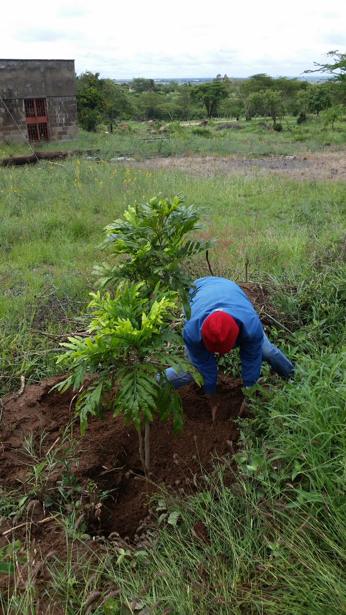GreenDaystarKE's tweet photo. All smiles after the #DaystarTreePlanting exercise today @DaystarUni. We planted over 1,000 trees &amp; we're thankful to all the students, staff &amp; visitors who participated. Special thanks to our Vice-Chancellor @ayiro_p for supporting &amp; championing the green agenda #GreeningKenya https://t.co/RAcjXJSP4a