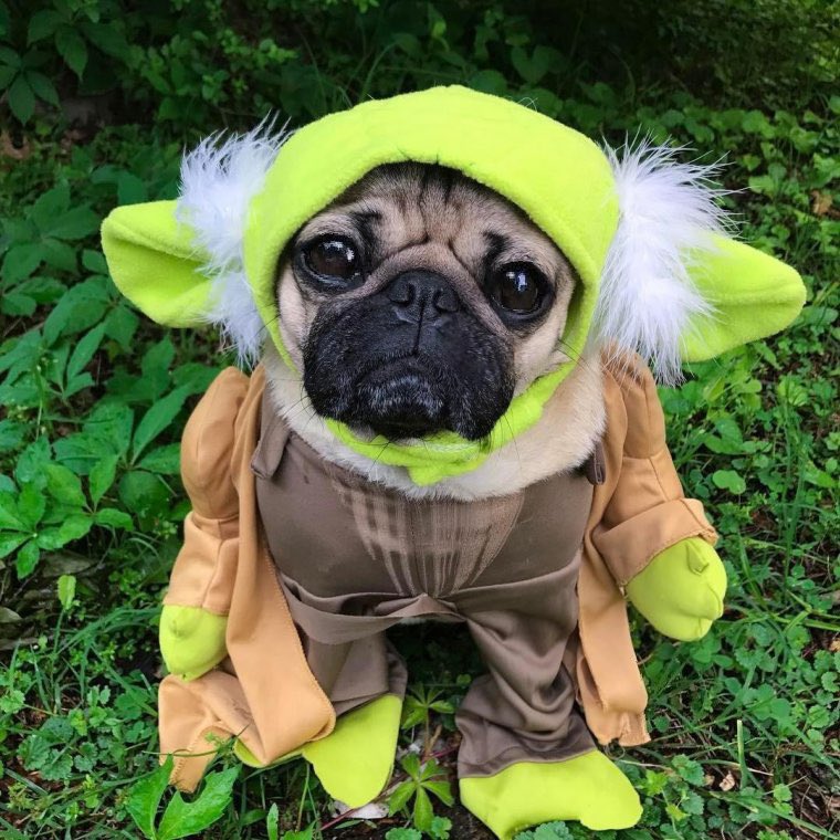 pug dressed as yoda