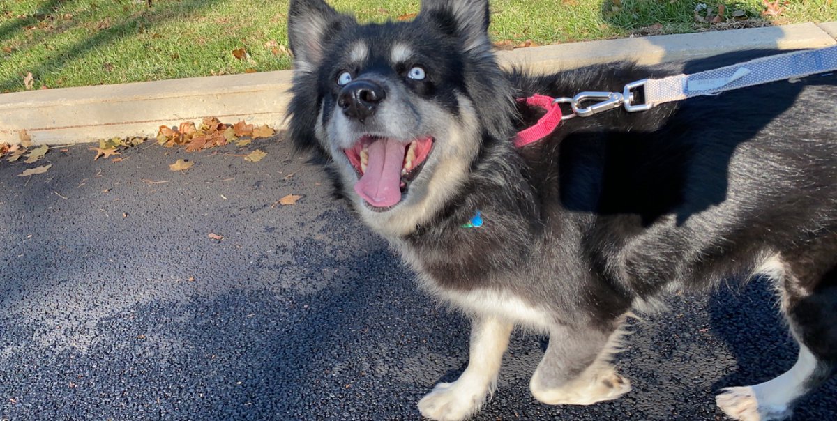 woof irl tweet media