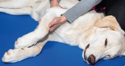 VetCommunity's tweet photo. Scientists have discovered a new technique for understanding joint behaviour in conditions such as osteoarthritis – with more accuracy than ever before.
https://t.co/nOD3UCaDMY

@RoyalVetCollege @EdinburghNapier @ucl
@OregonState @3Dmagination @DiamondLightSou https://t.co/Sau7gDCZ4f