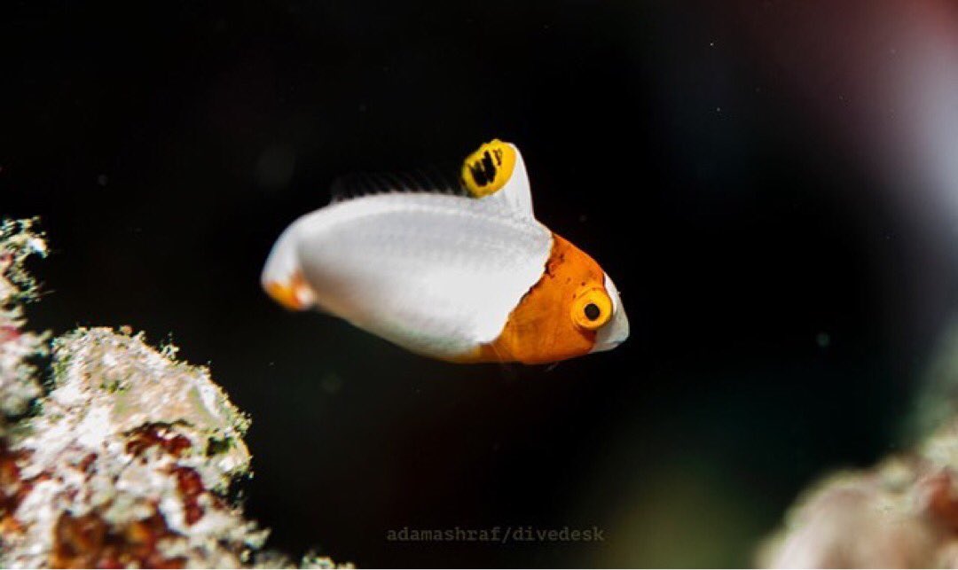 DiveDesk's tweet photo. Juvenile parrotfish. Photo taken by Ashraf during a night dive to Rasfannu snake’ house-reef 💙
📸 @assaray https://t.co/rI77fw1Iji