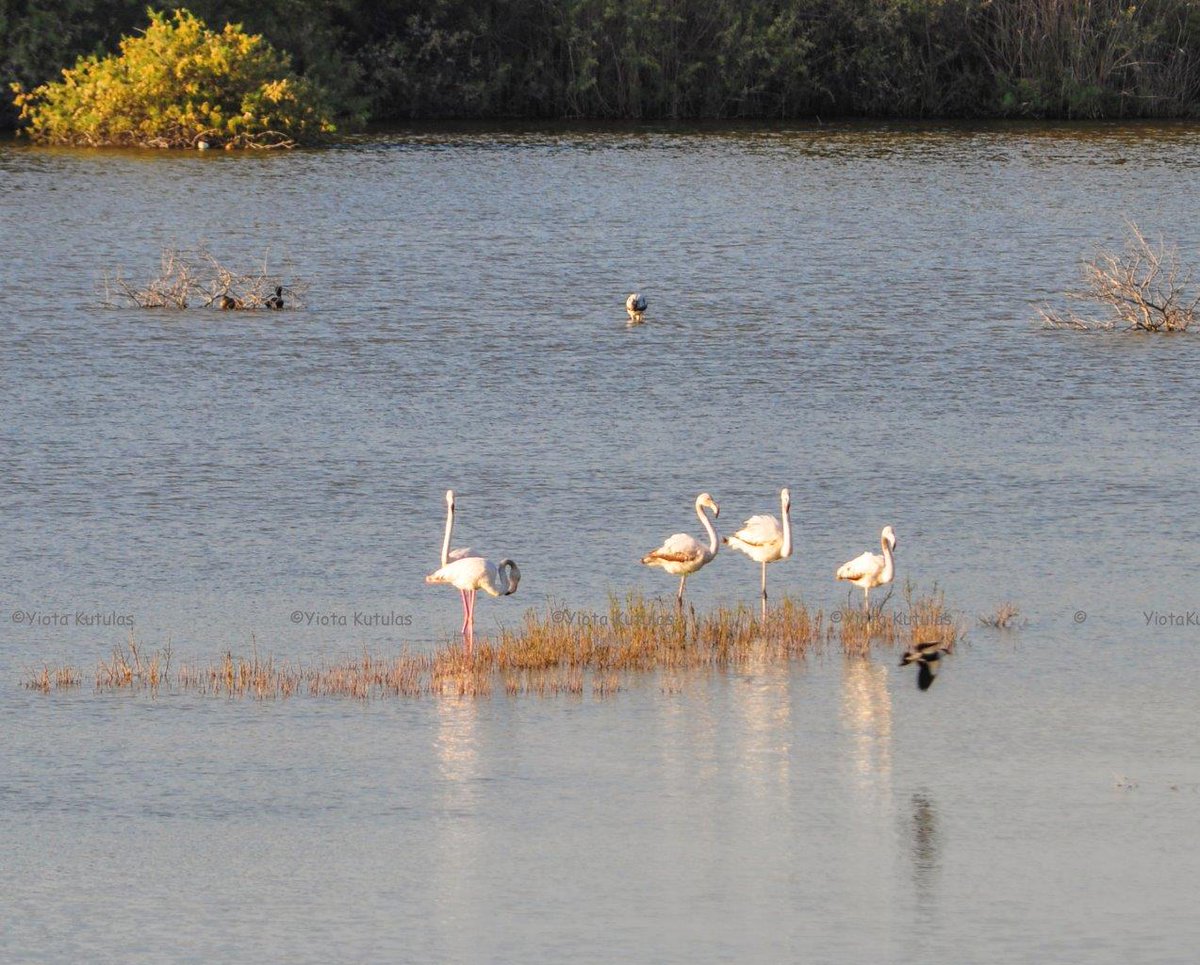 <a href="/visitcyprus/">VisitCyprus</a> birds of a feather ..... great photo too! happy bird watching for all our visitors this month and for a few more months to follow too
#Larnakabirding
#TravelTuesday 
#birds