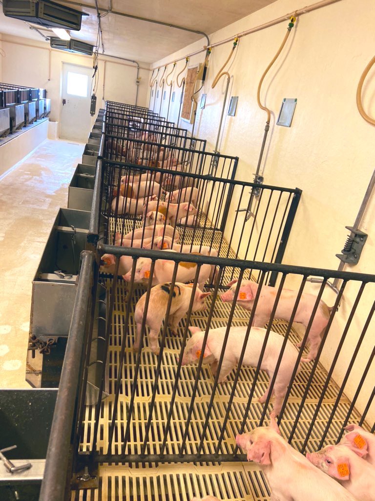 HunterFrobose_9's tweet photo. Today was wean day here at the farm! These little guys (actually 10-25lbs, which after carrying 300 of them they arenโt that little๐
) were ready to be taken off mom and moved to their new pens in our nursery barns! #RealPigFarming
How do you get your #BarnWorkouts ? https://t.co/jkQgCV76MS