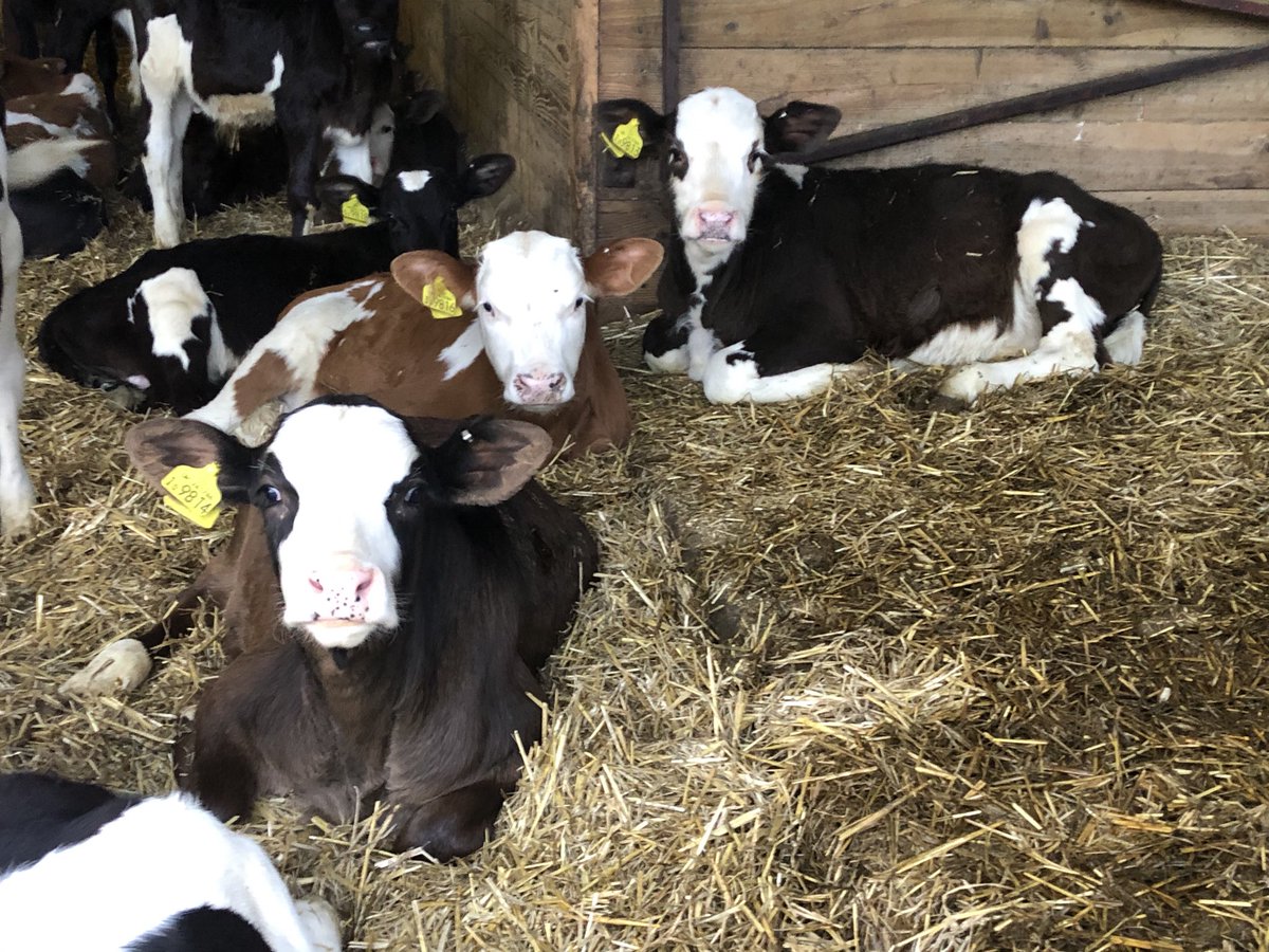 #farmingcares We have reduced our antibiotic use in calves by 75% in the last 6 years by improved bedding management and supervision. There is no financial benefit to us but it is the right thing to do.