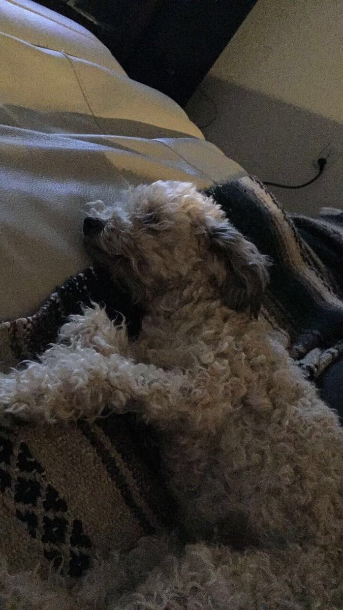 abby237abby's tweet photo. @jedidandolina The resemblance to my dog that went missing is uncanny https://t.co/mnU1Q5tDZj