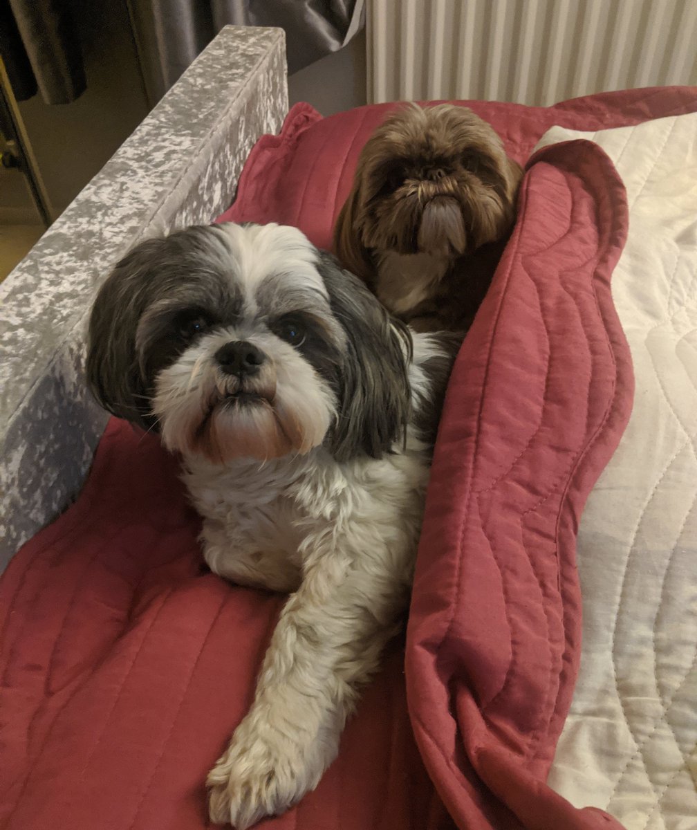 amysutcliffe15's tweet photo. Lola and Toffee, lazy doggies 🐾😴 

#akpawsandchores 
#petservices
#furbabies
#gateshead
#southtyneside https://t.co/cIzc8xoAFn
