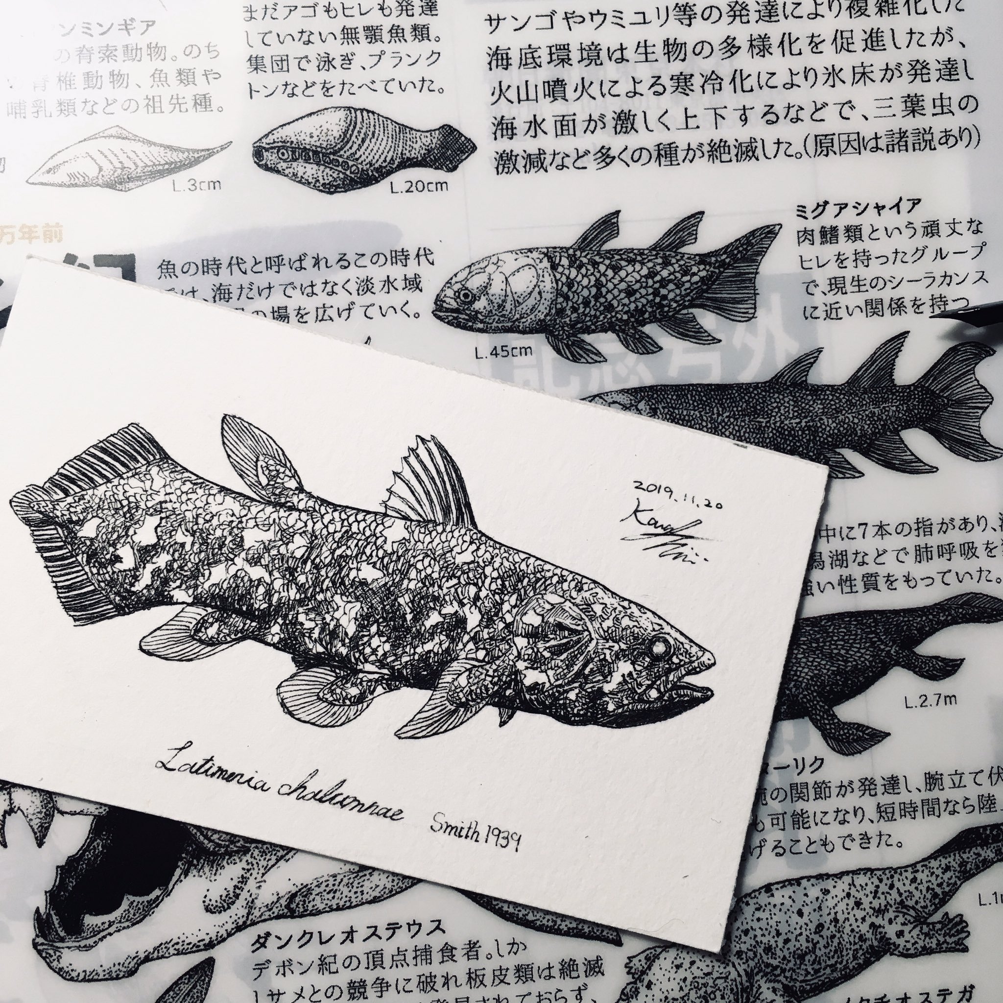 かわさきしゅんいち 生きた化石と名高いシーラカンス も新生代編に入っています 姿は違えど 人類祖先が4億年前に生き別れた兄弟の子孫という胸熱設定の持ち主 古生代編の最古のシーラカンス ミグアシャイアと2ショット 古生物進化図鑑 いきもにあ