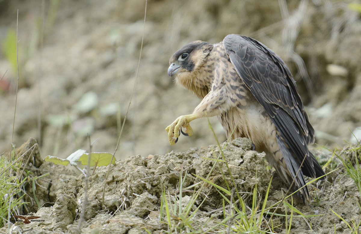 Peregrine Hashtag On Twitter