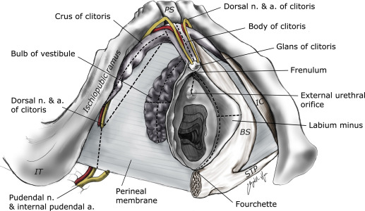 Anatomy, histology, and nerve density of clitoris and associated structures...